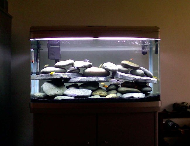 60 gallons freshwater fish tank (mostly fish and non-living decorations) - 60 Gallon Cichlid Tank 60 gallons freshwater fish tank (mostly fish and non-living decorations) - 60 Gallon Cichlid Tank