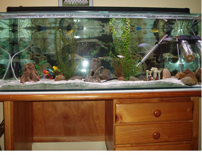 39 gallons freshwater fish tank (mostly fish and non-living decorations) - My Freshwater(Slightly Salty), Lake Malawi Fish Tank. 39 gallons freshwater fish tank (mostly fish and non-living decorations) - My Freshwater(Slightly Salty), Lake Malawi Fish Tank.