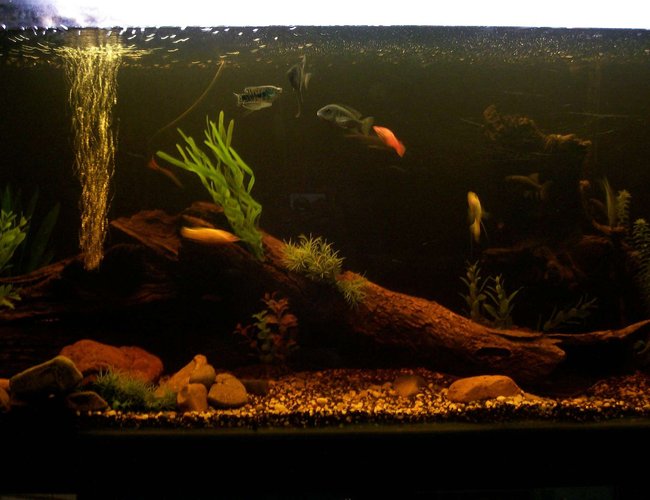 70 gallons freshwater fish tank (mostly fish and non-living decorations) - my 4ft tank with lots of fish tropicals mostly very nativ looking 70 gallons freshwater fish tank (mostly fish and non-living decorations) - my 4ft tank with lots of fish tropicals mostly very nativ looking