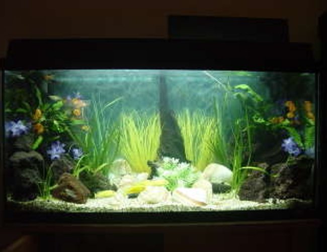 25 gallons freshwater fish tank (mostly fish and non-living decorations) - juwel rekord 96 25 gallons freshwater fish tank (mostly fish and non-living decorations) - juwel rekord 96
