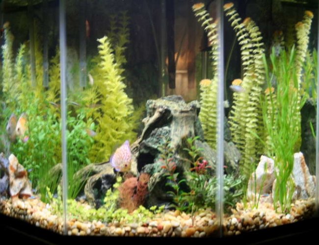 44 gallons freshwater fish tank (mostly fish and non-living decorations) - 44 Gallon Pentagon 44 gallons freshwater fish tank (mostly fish and non-living decorations) - 44 Gallon Pentagon