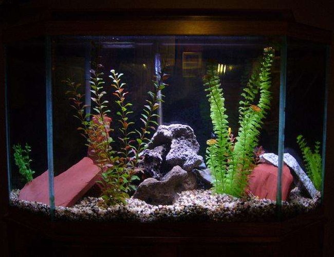 33 gallons freshwater fish tank (mostly fish and non-living decorations) - 33g cichlid tank 33 gallons freshwater fish tank (mostly fish and non-living decorations) - 33g cichlid tank