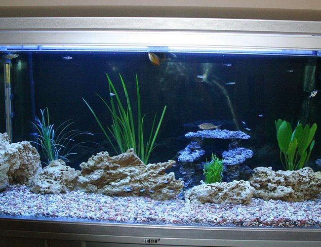 80 gallons freshwater fish tank (mostly fish and non-living decorations) - My 80 Gallon Tank 80 gallons freshwater fish tank (mostly fish and non-living decorations) - My 80 Gallon Tank