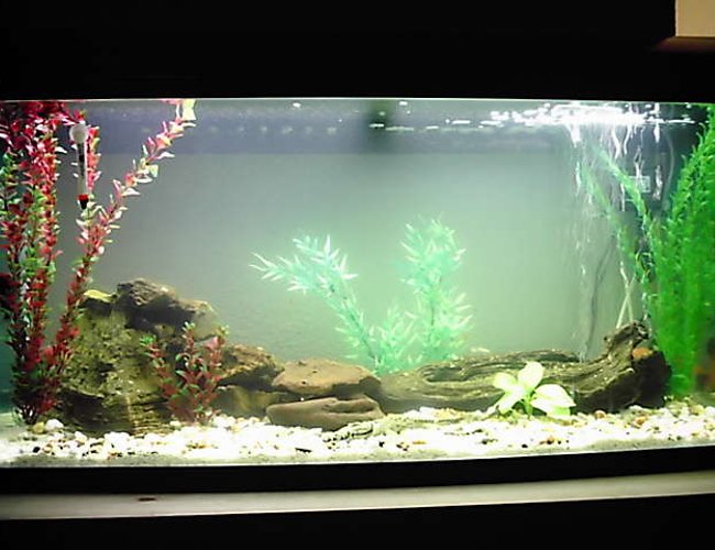 44 gallons freshwater fish tank (mostly fish and non-living decorations) - Newly set-up river bed 44 gallons freshwater fish tank (mostly fish and non-living decorations) - Newly set-up river bed