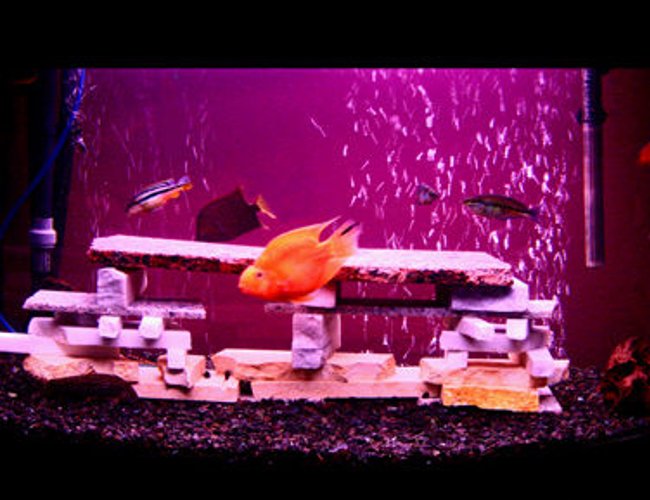 12 gallons freshwater fish tank (mostly fish and non-living decorations) - Mixed Granite Stone freshwater chiclid aquarium. 12 gallons freshwater fish tank (mostly fish and non-living decorations) - Mixed Granite Stone freshwater chiclid aquarium.