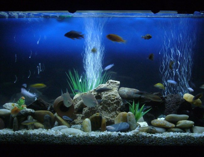 60 gallons freshwater fish tank (mostly fish and non-living decorations) - My cichlids 60 gallons freshwater fish tank (mostly fish and non-living decorations) - My cichlids