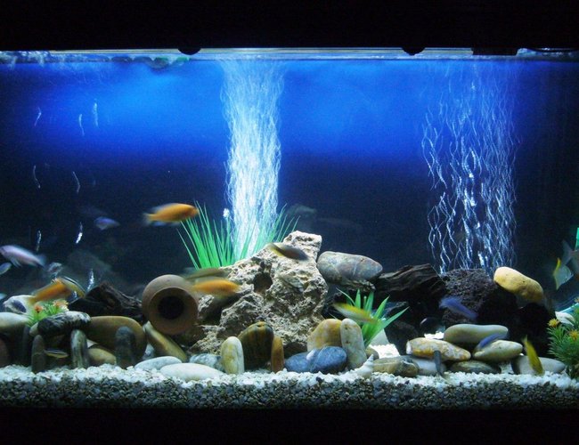 60 gallons freshwater fish tank (mostly fish and non-living decorations) - Cichlids 60 gallons freshwater fish tank (mostly fish and non-living decorations) - Cichlids