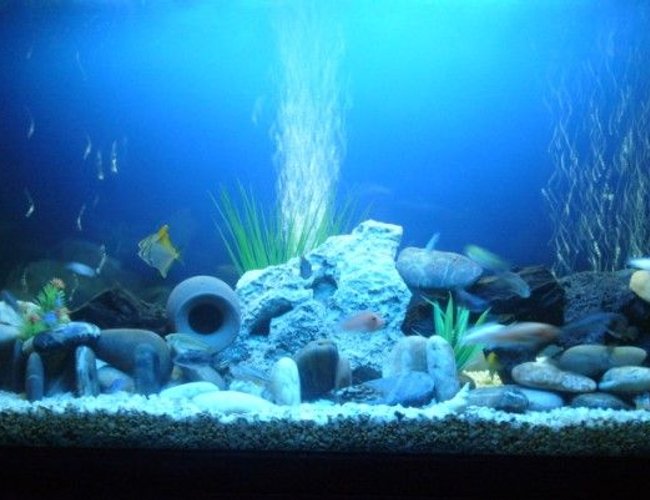 60 gallons freshwater fish tank (mostly fish and non-living decorations) - Cichi 60 gallons freshwater fish tank (mostly fish and non-living decorations) - Cichi