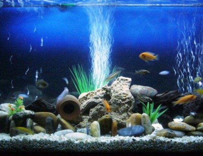 60 gallons freshwater fish tank (mostly fish and non-living decorations) - Sweet cichlids 60 gallons freshwater fish tank (mostly fish and non-living decorations) - Sweet cichlids