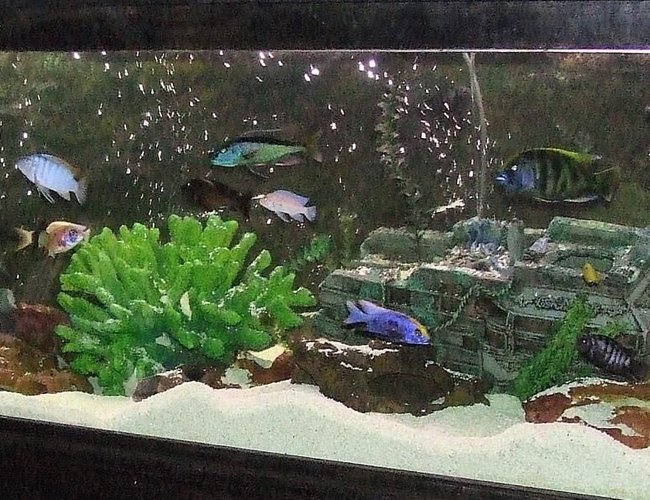 6 gallons freshwater fish tank (mostly fish and non-living decorations) - africans 6 gallons freshwater fish tank (mostly fish and non-living decorations) - africans