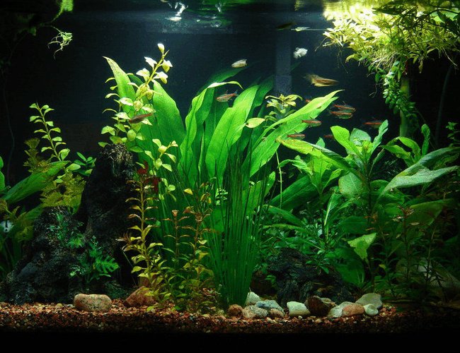 65 gallons freshwater fish tank (mostly fish and non-living decorations) - This was one of my best set ups. 65 gallons freshwater fish tank (mostly fish and non-living decorations) - This was one of my best set ups.