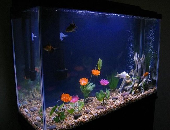 45 gallons freshwater fish tank (mostly fish and non-living decorations) - Update of our New 45Gal. Added a background and a few river stones. Also a New Pleco in there but hes shy. 45 gallons freshwater fish tank (mostly fish and non-living decorations) - Update of our New 45Gal. Added a background and a few river stones. Also a New Pleco in there but hes shy.