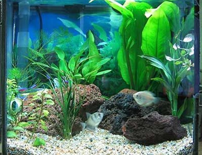 32 gallons freshwater fish tank (mostly fish and non-living decorations) - My totlay awesome fish fish tank! 32 gallons freshwater fish tank (mostly fish and non-living decorations) - My totlay awesome fish fish tank!