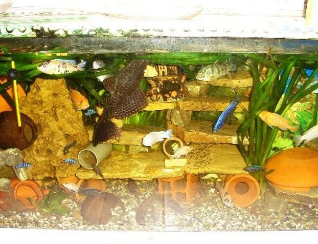 70 gallons freshwater fish tank (mostly fish and non-living decorations) - cichlid aqua 70 gallons freshwater fish tank (mostly fish and non-living decorations) - cichlid aqua