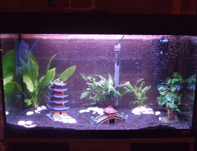 33 gallons freshwater fish tank (mostly fish and non-living decorations) - 3 real plants and 1 fake 33 gallons freshwater fish tank (mostly fish and non-living decorations) - 3 real plants and 1 fake