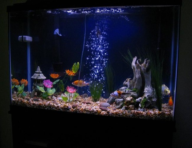 45 gallons freshwater fish tank (mostly fish and non-living decorations) - 45Gal Beauty 45 gallons freshwater fish tank (mostly fish and non-living decorations) - 45Gal Beauty