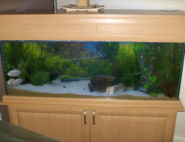 70 gallons freshwater fish tank (mostly fish and non-living decorations) - 4ft tank with external filter fluval 305 and internal filter, air stone, t5lighting 1 marine glo & 1 aqua glo lights 70 gallons freshwater fish tank (mostly fish and non-living decorations) - 4ft tank with external filter fluval 305 and internal filter, air stone, t5lighting 1 marine glo & 1 aqua glo lights
