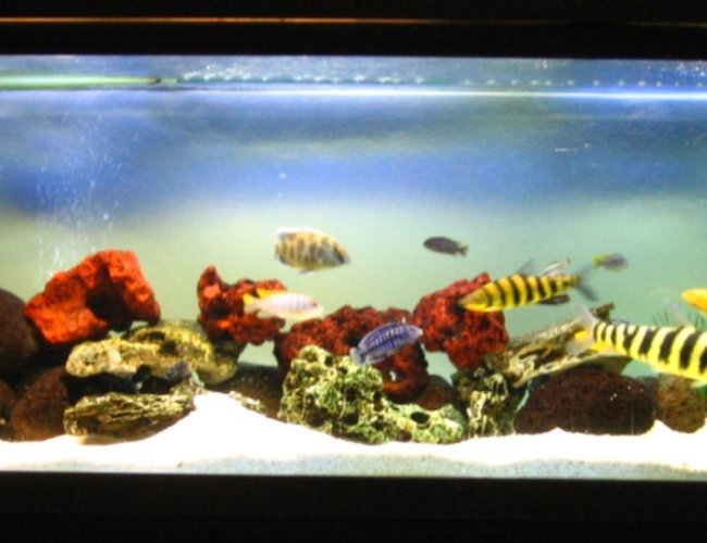 134 gallons freshwater fish tank (mostly fish and non-living decorations) - Derek's Cichlid Tank 134 gallons freshwater fish tank (mostly fish and non-living decorations) - Derek's Cichlid Tank