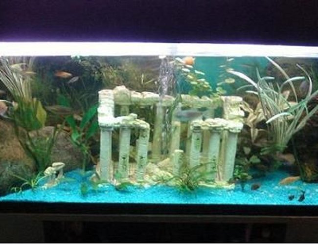 45 gallons freshwater fish tank (mostly fish and non-living decorations) - Front view of main tank
Fresh water tank with Greek parthenon style, all plants are real :-) electric blue Gravel with blue glow gravel for awsome night time effect plus relieves fish stress a little when lights go off.
Most fish are still juvinial should look better when they get bigger :-)
picture does not do tank justice sadly 45 gallons freshwater fish tank (mostly fish and non-living decorations) - Front view of main tank
Fresh water tank with Greek parthenon style, all plants are real :-) electric blue Gravel with blue glow gravel for awsome night time effect plus relieves fish stress a little when lights go off.
Most fish are still juvinial should look better when they get bigger :-)
picture does not do tank justice sadly