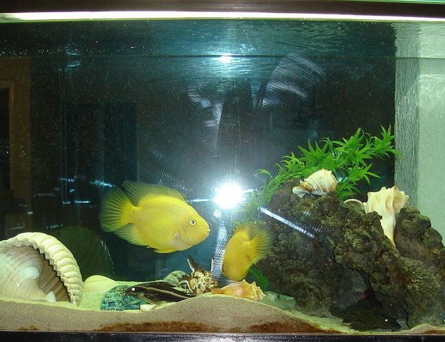 45 gallons freshwater fish tank (mostly fish and non-living decorations) - acuario de ciclidos con caracoles marinos, espero les guste 45 gallons freshwater fish tank (mostly fish and non-living decorations) - acuario de ciclidos con caracoles marinos, espero les guste