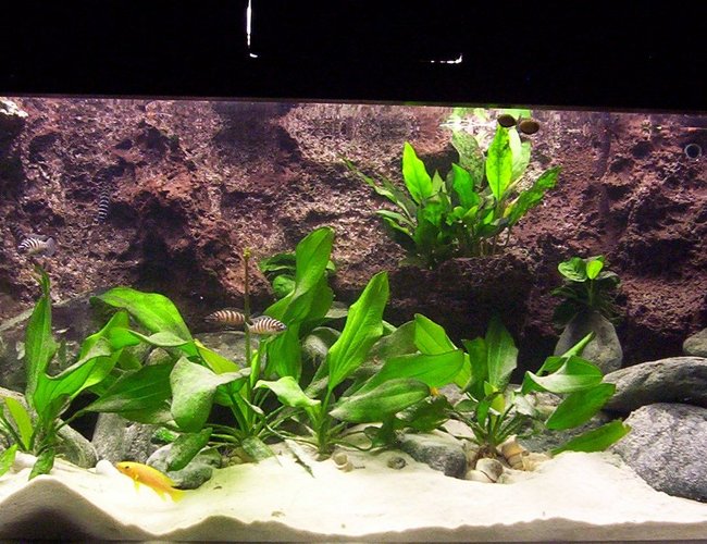 79 gallons freshwater fish tank (mostly fish and non-living decorations) - Tanganyika 300 79 gallons freshwater fish tank (mostly fish and non-living decorations) - Tanganyika 300