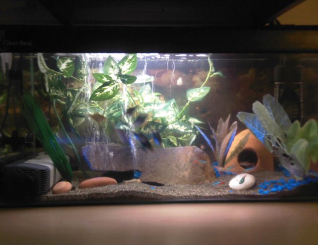 12 gallons freshwater fish tank (mostly fish and non-living decorations) - black sand river environment 12 gallons freshwater fish tank (mostly fish and non-living decorations) - black sand river environment