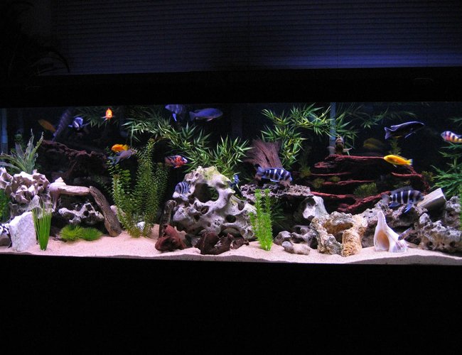 125 gallons freshwater fish tank (mostly fish and non-living decorations) - 125 Gallon African Cichlid Tank 125 gallons freshwater fish tank (mostly fish and non-living decorations) - 125 Gallon African Cichlid Tank
