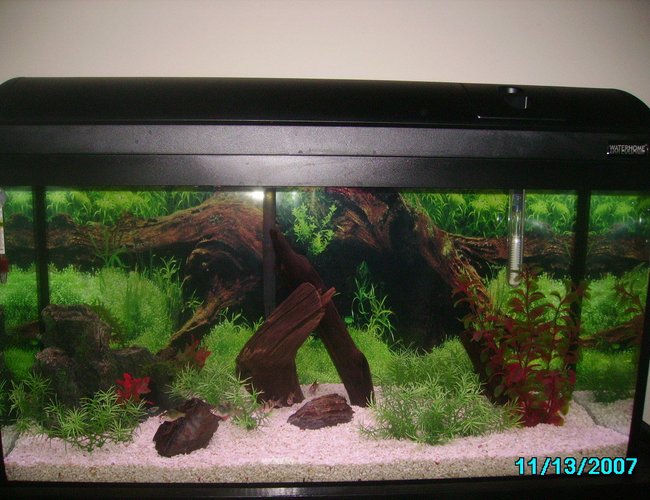 25 gallons freshwater fish tank (mostly fish and non-living decorations) - 25 Gallon Waterhome Tank
2 rocks
1 Red plant
A Few grass plants
3 drift woods
Fake tree stump 25 gallons freshwater fish tank (mostly fish and non-living decorations) - 25 Gallon Waterhome Tank
2 rocks
1 Red plant
A Few grass plants
3 drift woods
Fake tree stump