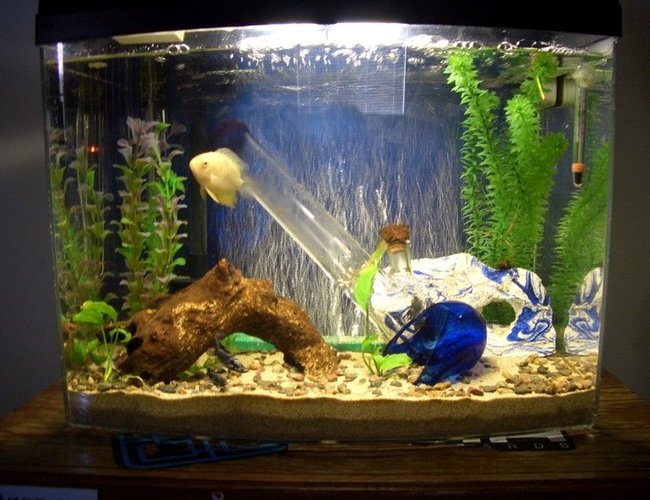 45 gallons freshwater fish tank (mostly fish and non-living decorations) - 25 gallon Bow-Front Bong tank 45 gallons freshwater fish tank (mostly fish and non-living decorations) - 25 gallon Bow-Front Bong tank