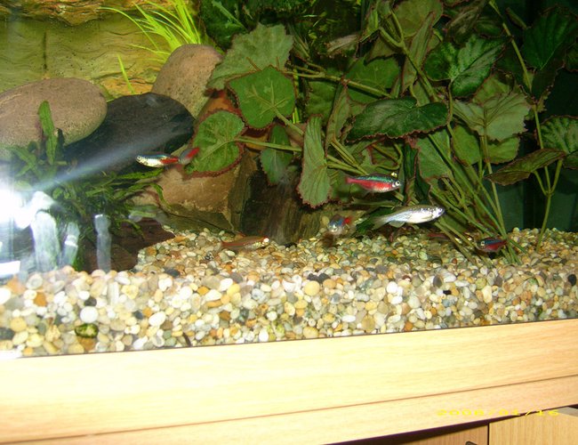 46 gallons freshwater fish tank (mostly fish and non-living decorations) - these are neon tetras and cardinal tetras there is also a pearl danio in the pic 46 gallons freshwater fish tank (mostly fish and non-living decorations) - these are neon tetras and cardinal tetras there is also a pearl danio in the pic