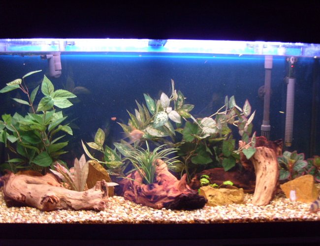44 gallons freshwater fish tank (mostly fish and non-living decorations) - My tank 44 gallons freshwater fish tank (mostly fish and non-living decorations) - My tank