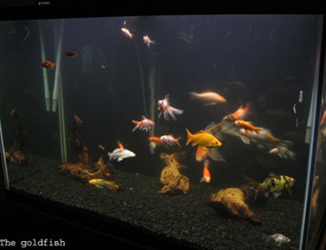 45 gallons freshwater fish tank (mostly fish and non-living decorations) - 150 gallon 4"X2"X2.5" with shubunkin goldfish, comet goldfish, common goldfish, dojo loaches, and a koi. Mopani driftwood, black bg, and the "plant and aquarium" bulb from walmart :P largest fish is a 13" shubunkin goldfish 45 gallons freshwater fish tank (mostly fish and non-living decorations) - 150 gallon 4"X2"X2.5" with shubunkin goldfish, comet goldfish, common goldfish, dojo loaches, and a koi. Mopani driftwood, black bg, and the "plant and aquarium" bulb from walmart :P largest fish is a 13" shubunkin goldfish
