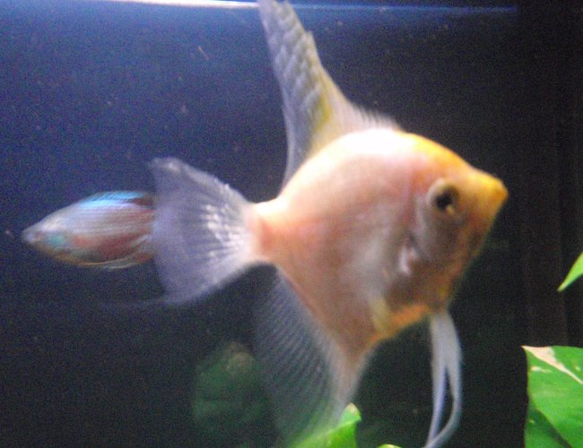 60 gallons freshwater fish tank (mostly fish and non-living decorations) - Golden angel & dwarf rainbow gourami swimming laps. 60 gallons freshwater fish tank (mostly fish and non-living decorations) - Golden angel & dwarf rainbow gourami swimming laps.