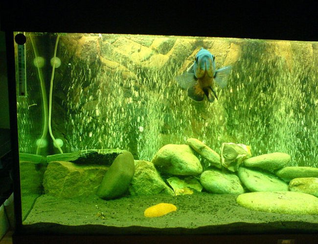 57 gallons freshwater fish tank (mostly fish and non-living decorations) - my oscar enjoying his new bubble wall and backdrop 57 gallons freshwater fish tank (mostly fish and non-living decorations) - my oscar enjoying his new bubble wall and backdrop