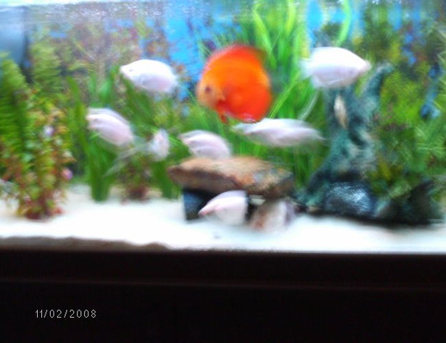 70 gallons freshwater fish tank (mostly fish and non-living decorations) - another view of my 4ft 70 gallons freshwater fish tank (mostly fish and non-living decorations) - another view of my 4ft