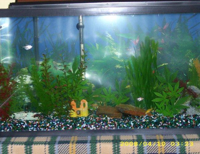 33 gallons freshwater fish tank (mostly fish and non-living decorations) - my 33g tank,few neon tetras and red eye tetras,pleco, dont know the names of the others need to find that out.fake plants. 33 gallons freshwater fish tank (mostly fish and non-living decorations) - my 33g tank,few neon tetras and red eye tetras,pleco, dont know the names of the others need to find that out.fake plants.
