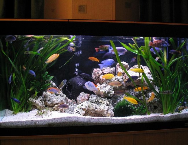 45 gallons freshwater fish tank (mostly fish and non-living decorations) - Lake Malawi setup 45 gallons freshwater fish tank (mostly fish and non-living decorations) - Lake Malawi setup