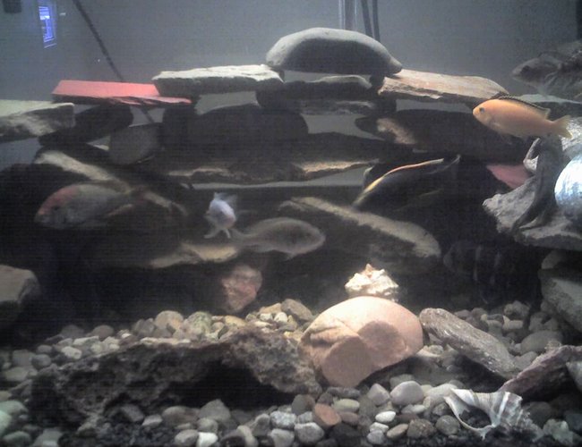 60 gallons freshwater fish tank (mostly fish and non-living decorations) - this is the new set up of my tank 60 gallons freshwater fish tank (mostly fish and non-living decorations) - this is the new set up of my tank