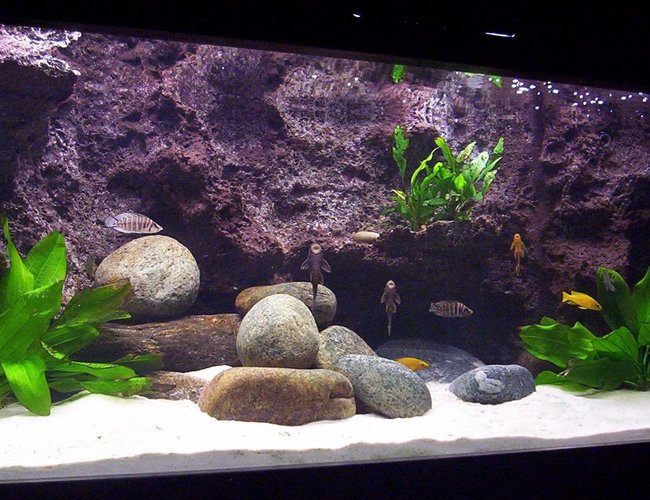 79 gallons freshwater fish tank (mostly fish and non-living decorations) - Tanganyika 300 today 79 gallons freshwater fish tank (mostly fish and non-living decorations) - Tanganyika 300 today