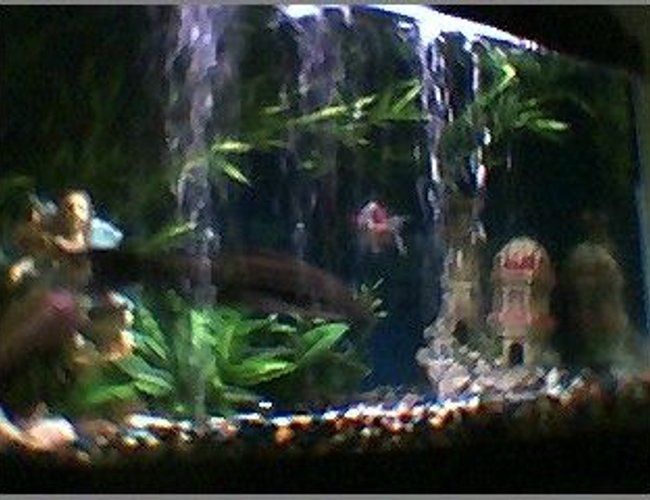 45 gallons freshwater fish tank (mostly fish and non-living decorations) - lil active this morn 45 gallons freshwater fish tank (mostly fish and non-living decorations) - lil active this morn