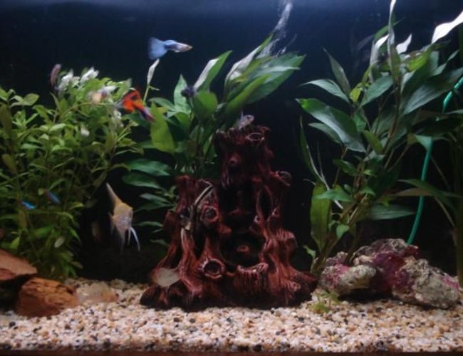 33 gallons freshwater fish tank (mostly fish and non-living decorations) - just started my planted tank photo of it in early stages 33 gallons freshwater fish tank (mostly fish and non-living decorations) - just started my planted tank photo of it in early stages