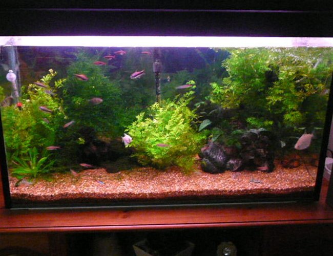 41 gallons freshwater fish tank (mostly fish and non-living decorations) - some plants and driftwood 41 gallons freshwater fish tank (mostly fish and non-living decorations) - some plants and driftwood