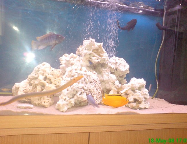 280 gallons freshwater fish tank (mostly fish and non-living decorations) - chciclid tank just set up needs fiew more rocks 280 gallons freshwater fish tank (mostly fish and non-living decorations) - chciclid tank just set up needs fiew more rocks