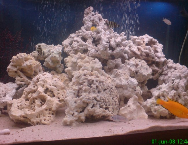 280 gallons freshwater fish tank (mostly fish and non-living decorations) - got more rocks and more fish in tank now looking good 280 gallons freshwater fish tank (mostly fish and non-living decorations) - got more rocks and more fish in tank now looking good