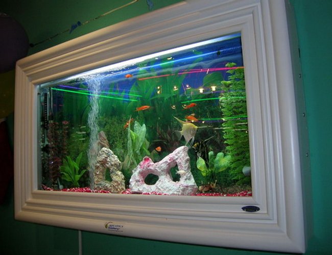 13 gallons freshwater fish tank (mostly fish and non-living decorations) - Aquatica Gallery Wall-Mounted Fish Tank. The solid wood frame and cabinet make the fish tank a very classy decorating furniture in my living room. Notice that medium size plants are used on the either sides of the tank to cover up the submerged heater and filter. 13 gallons freshwater fish tank (mostly fish and non-living decorations) - Aquatica Gallery Wall-Mounted Fish Tank. The solid wood frame and cabinet make the fish tank a very classy decorating furniture in my living room. Notice that medium size plants are used on the either sides of the tank to cover up the submerged heater and filter.