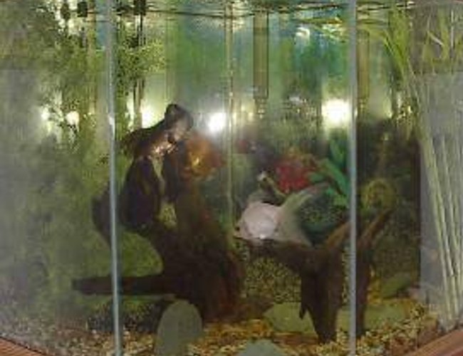 44 gallons freshwater fish tank (mostly fish and non-living decorations) - this is the fish tank 44 gallons freshwater fish tank (mostly fish and non-living decorations) - this is the fish tank