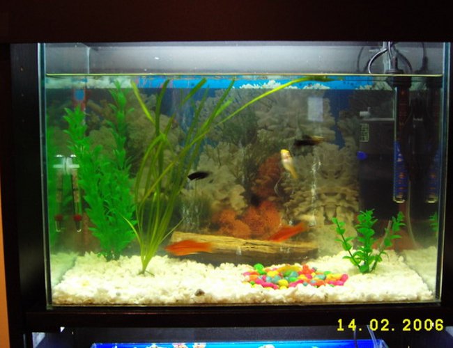12 gallons freshwater fish tank (mostly fish and non-living decorations) - Livebearers 12 gallons freshwater fish tank (mostly fish and non-living decorations) - Livebearers