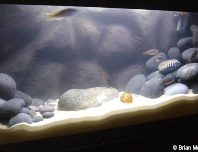 26 gallons freshwater fish tank (mostly fish and non-living decorations) - 30 Gallon Cynotilapia afra "Jalo Reef" species tank. 26 gallons freshwater fish tank (mostly fish and non-living decorations) - 30 Gallon Cynotilapia afra "Jalo Reef" species tank.