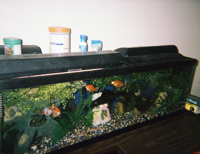 45 gallons freshwater fish tank (mostly fish and non-living decorations) - Big boi loves the cam 45 gallons freshwater fish tank (mostly fish and non-living decorations) - Big boi loves the cam