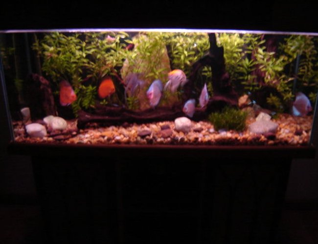 113 gallons freshwater fish tank (mostly fish and non-living decorations) - My discus tank 113 gallons freshwater fish tank (mostly fish and non-living decorations) - My discus tank